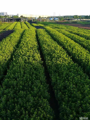 城市绿色生态服务全览