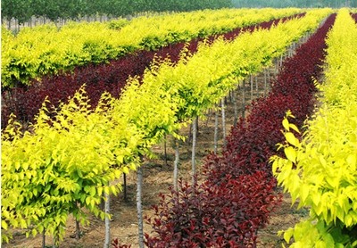 重庆市涪陵区倩倩花卉种植园 花卉种植的艺术与科学