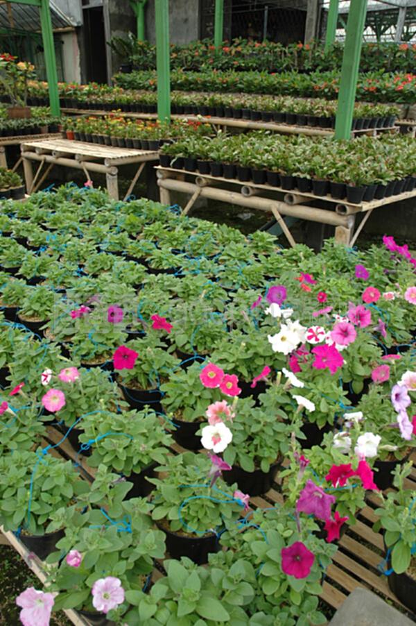 花卉与蔬菜种植园 生态农业的双重魅力