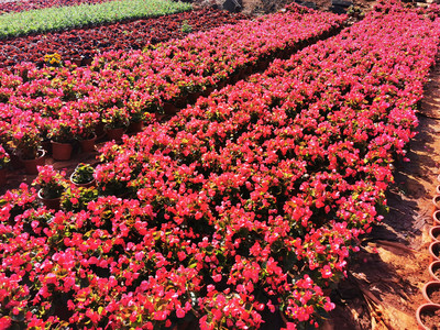海南花卉种植园 热带风情的花卉产业