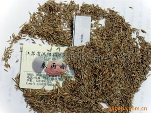 沭阳县新河镇新河街鸿翔花卉苗木场花卉种子与种苗产品列表及种植指南