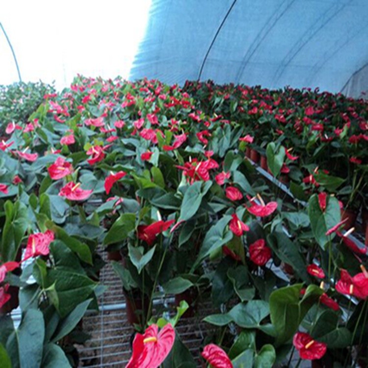 绿化花卉与豆类种植 昆明汤池杜文亚花卉种植园的多样经营