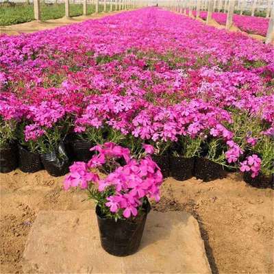 芝樱花观赏与种植基地全攻略 行情、价格与蔬菜种植结合之道