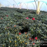 福建陈海亮花卉苗木产品供应与租摆服务全览